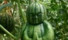 福山网红吃瓜事件真相